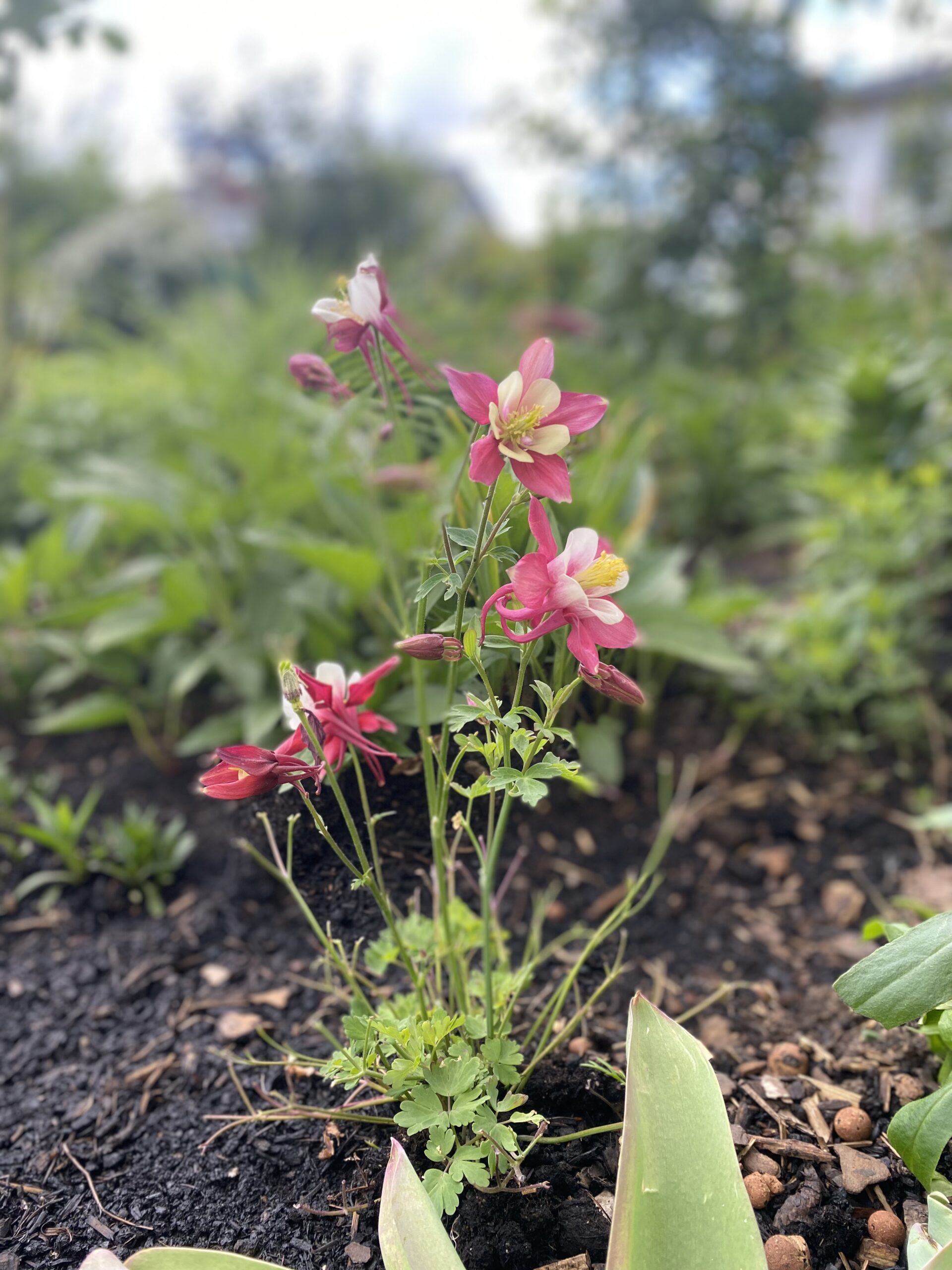 self improvement self improvement